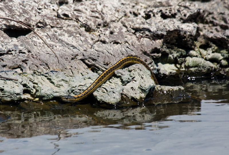 Common Garter Snake Swimming